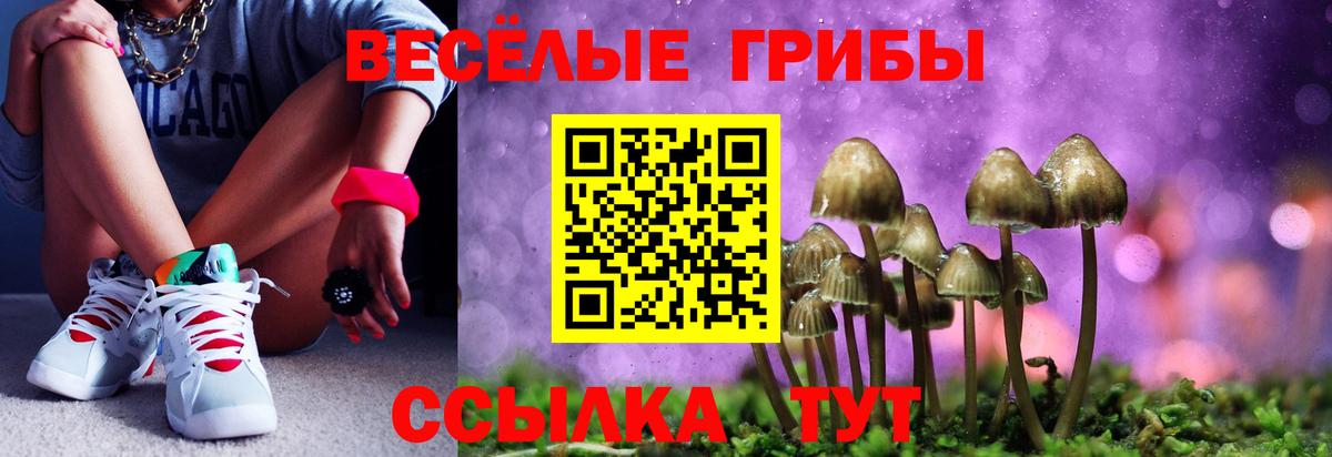Псилоцибиновые грибы Psilocybe Элиста