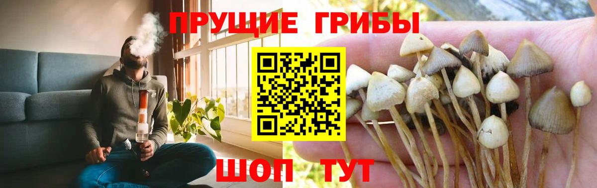 Галлюциногенные грибы MAGIC MUSHROOMS  Вход с VPN  Элиста 